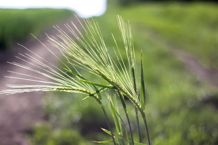 Green wheat