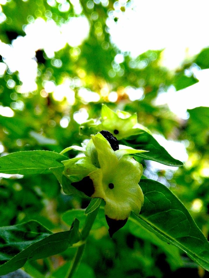 garden click