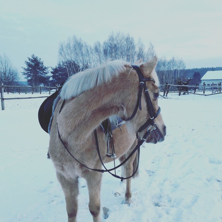 My Horse
