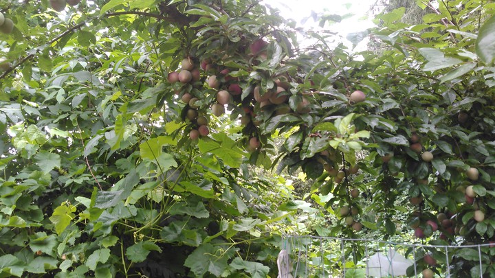 plum tree vs grape vine
