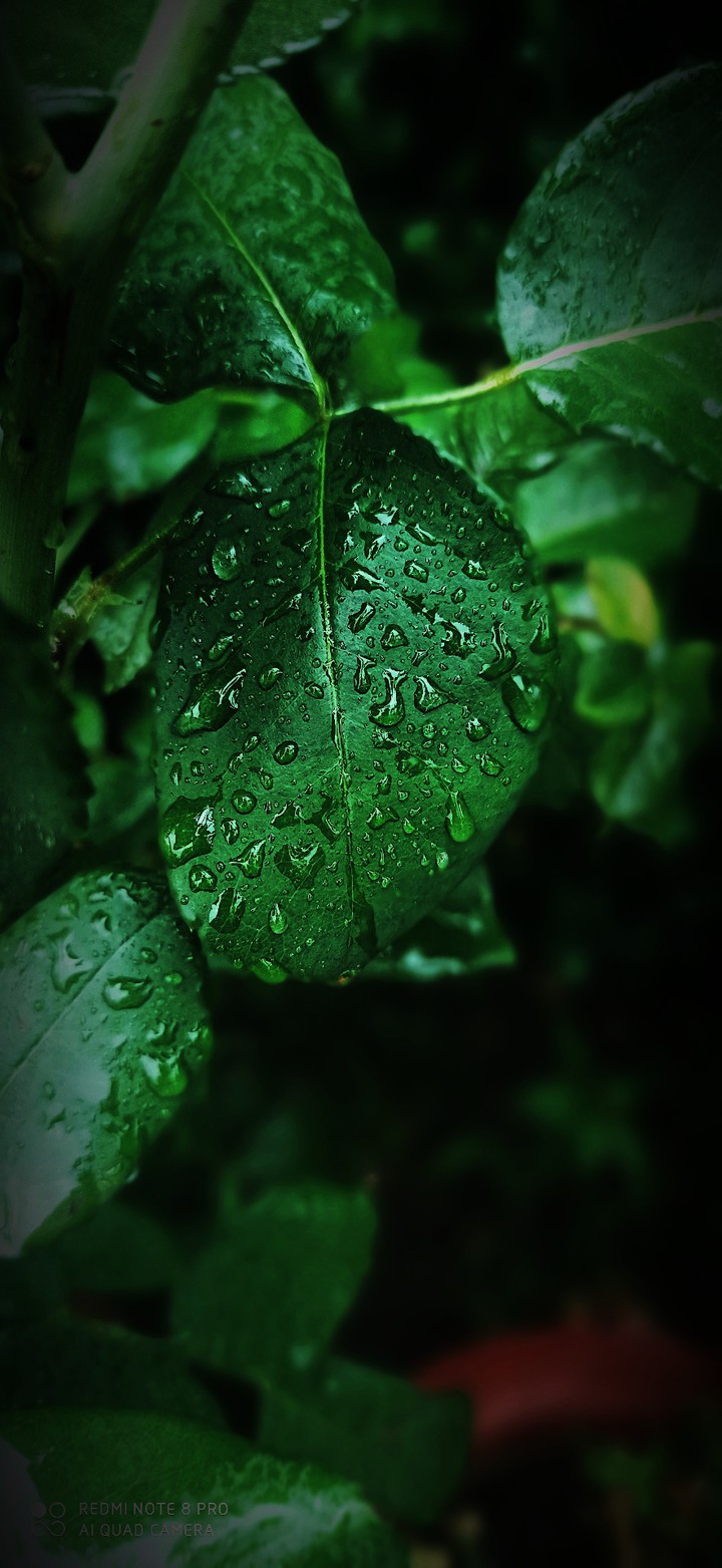 nature and rainfall