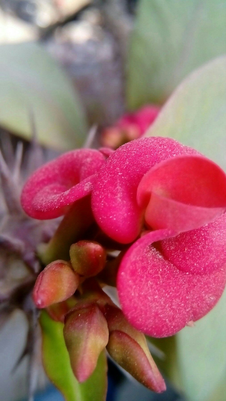 Paradise Pink