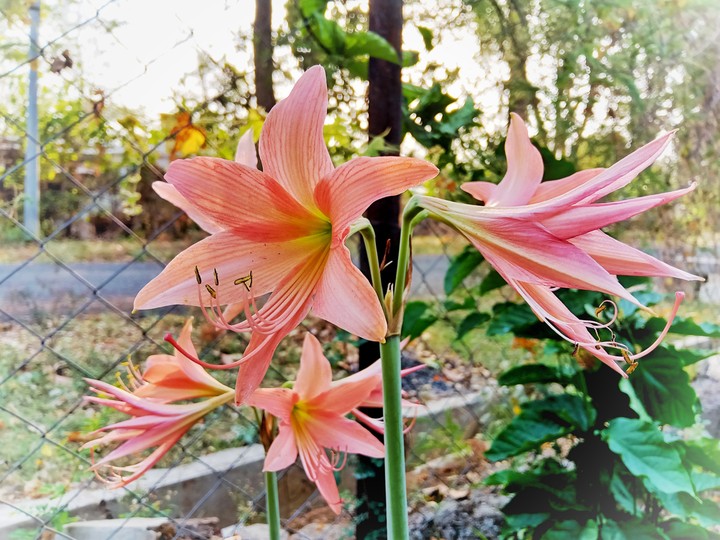 Beautiful flowers make the day smooth.