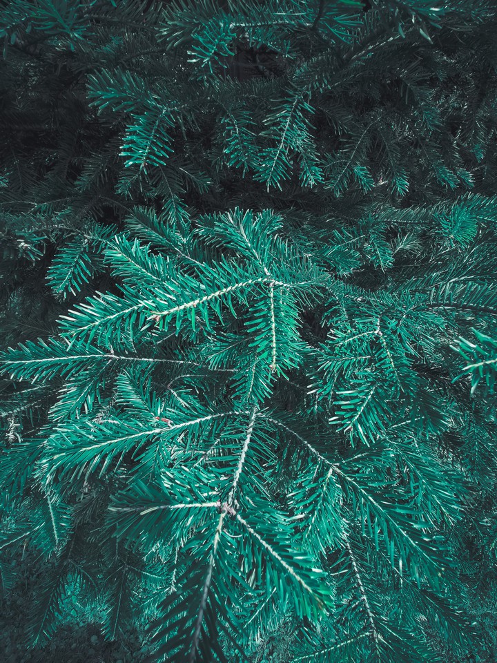 Pine tree