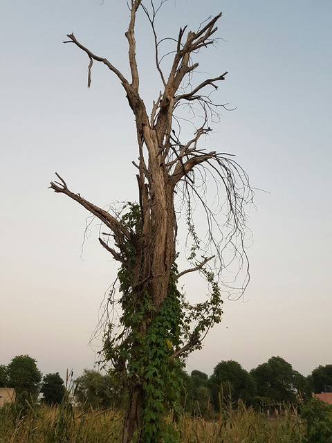 branches of a tree