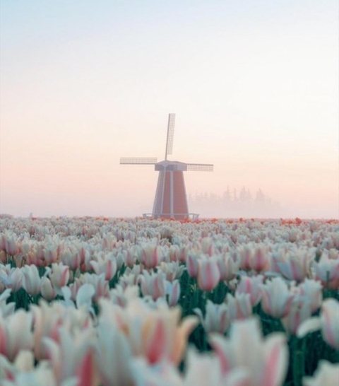 flower, energy achtergronden