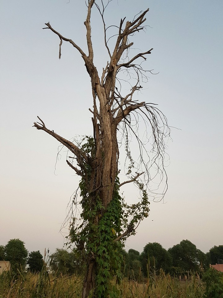 branches of a tree