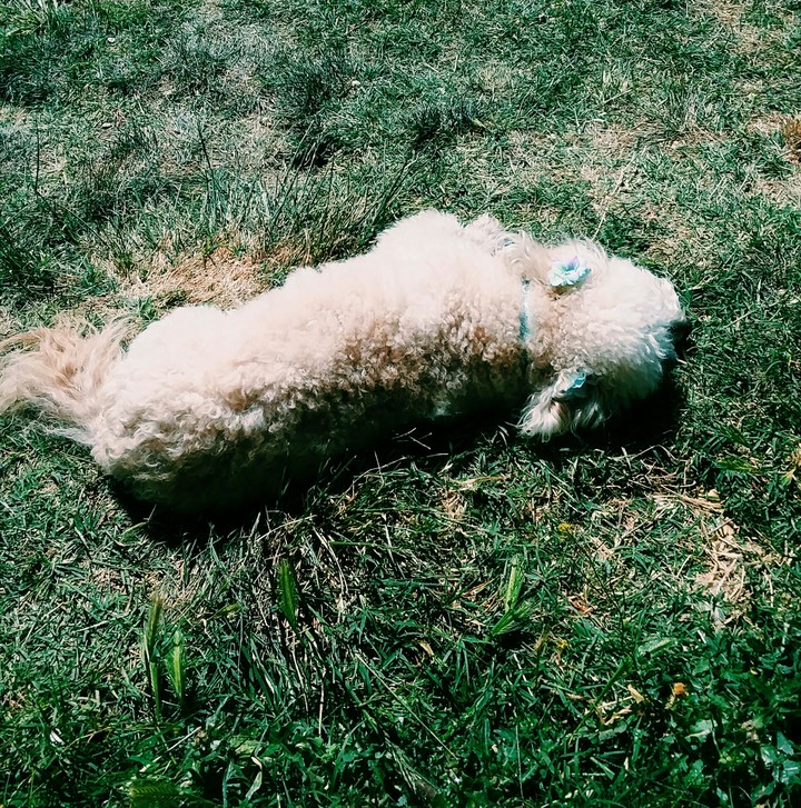 What a fine day for a lovely poodle to relax