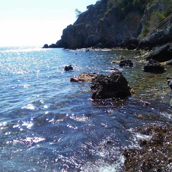 mare