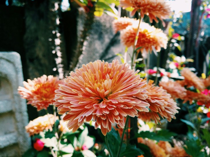 every flower is blessing of nature