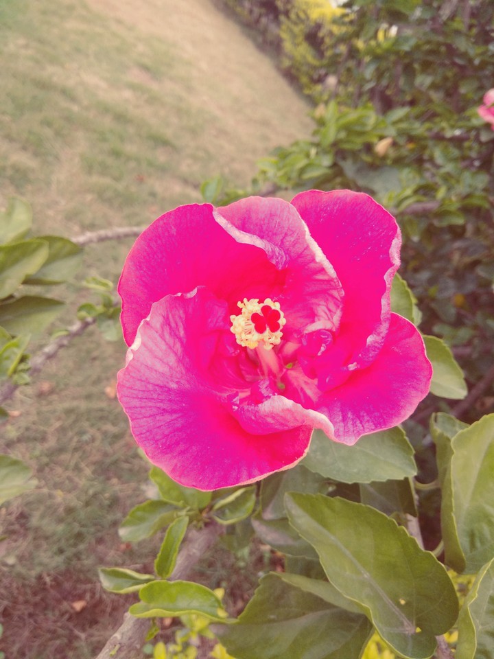 pink