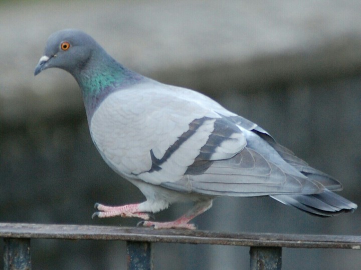ооо