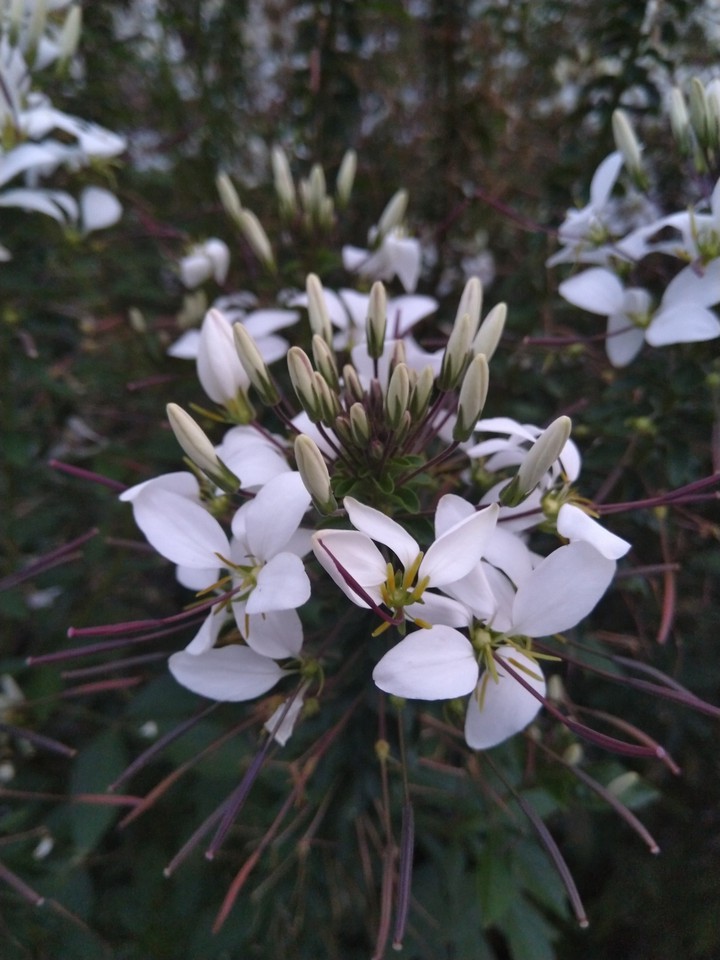 whiteflower