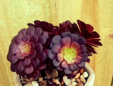 Flor