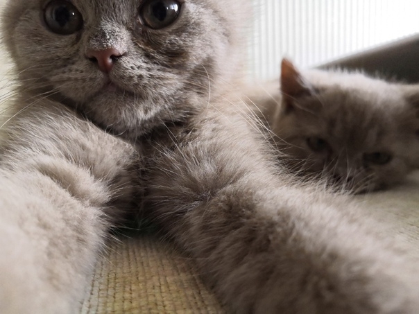 Сэлфи Котик
