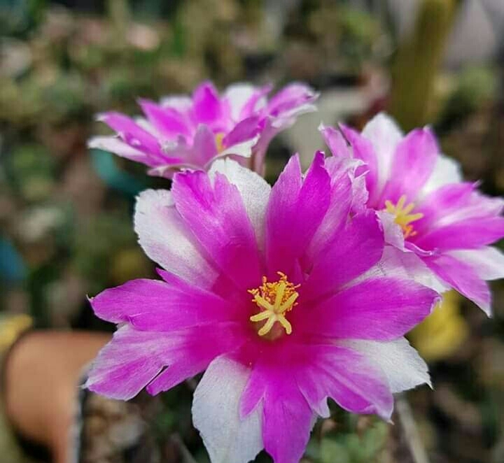 Cactus