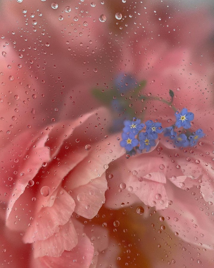 Forgetmenot