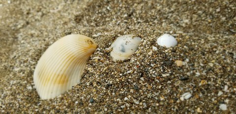 sea shore