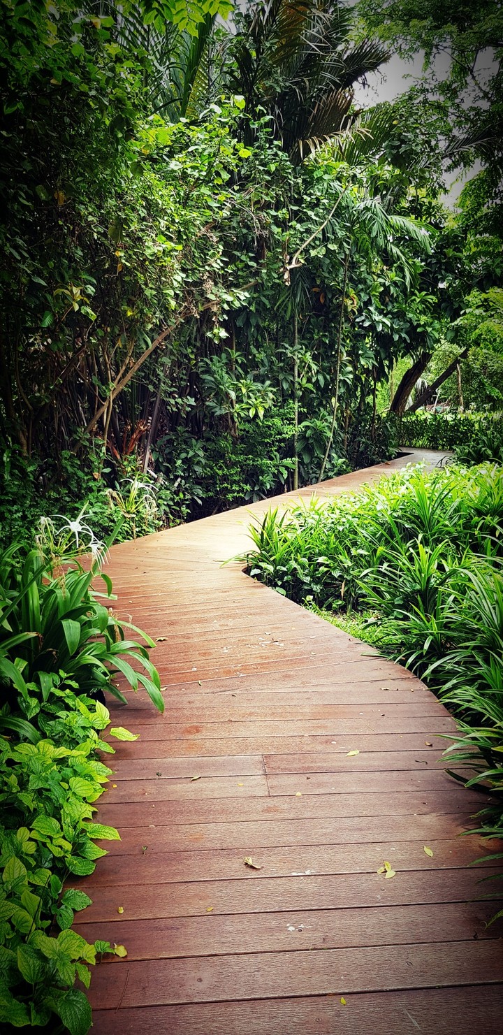 garden, Bangkok Thailand