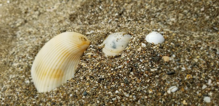 sea shore