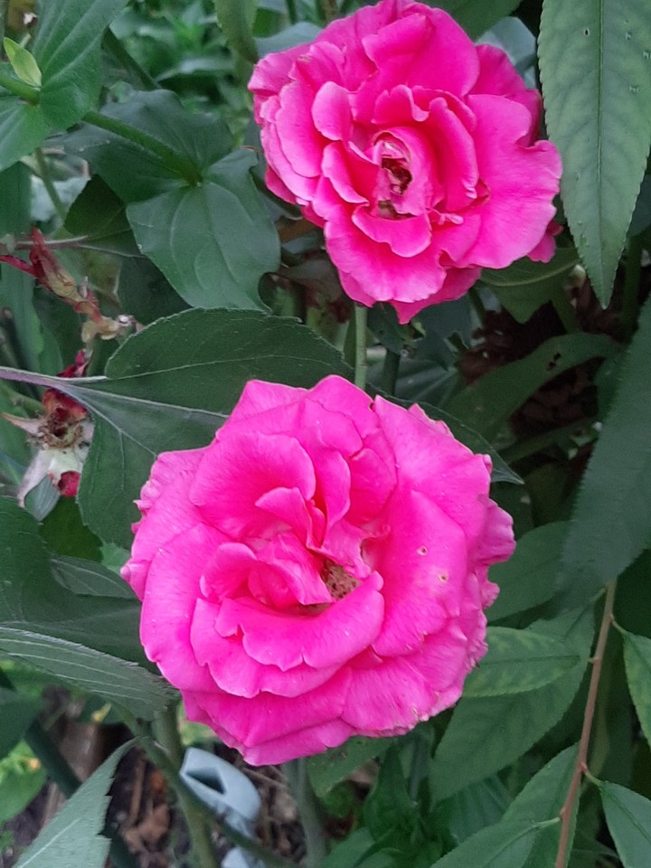 beauté du monde