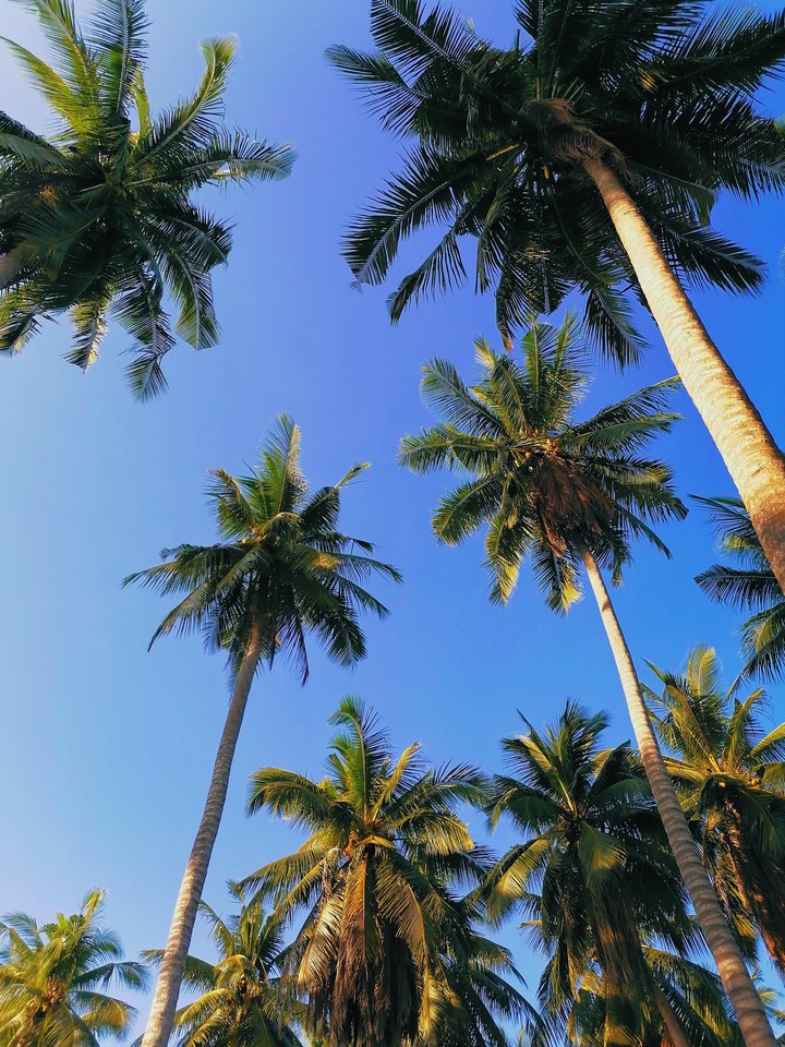 Leave your worries under the palm trees