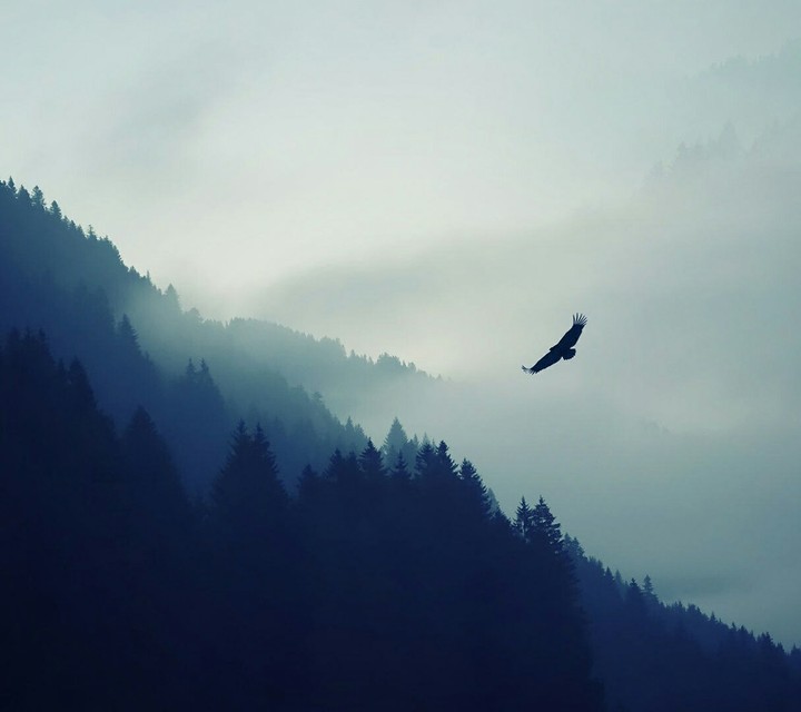 fog