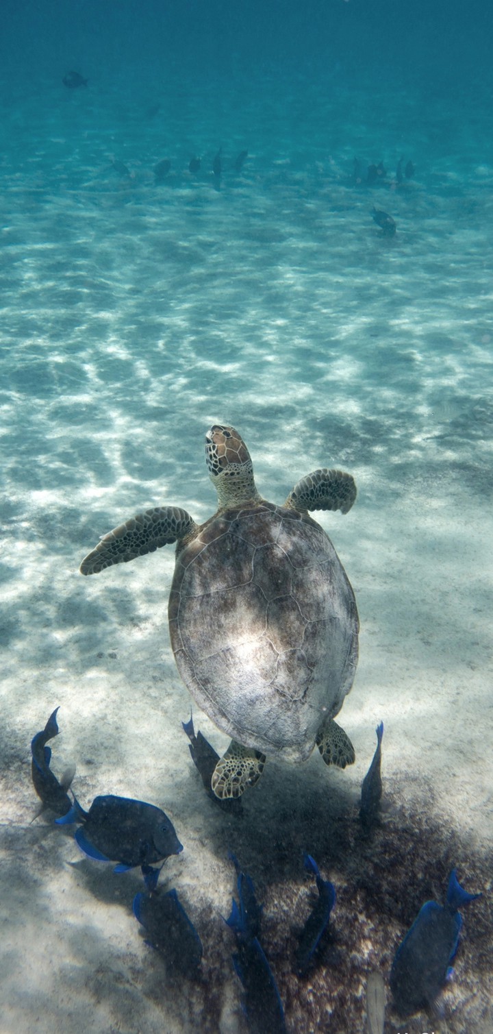 turtle