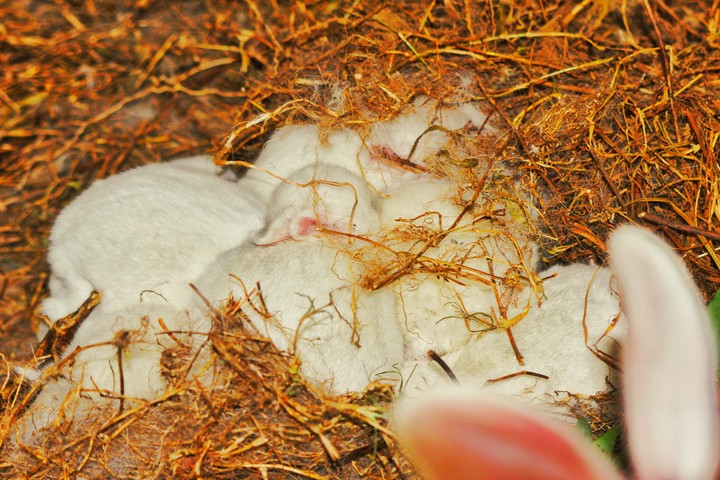 rabbits