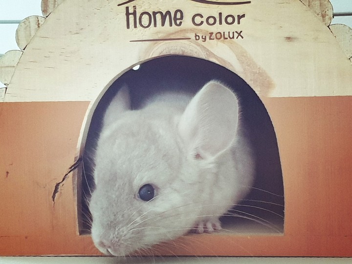 Love chinchilla ♡