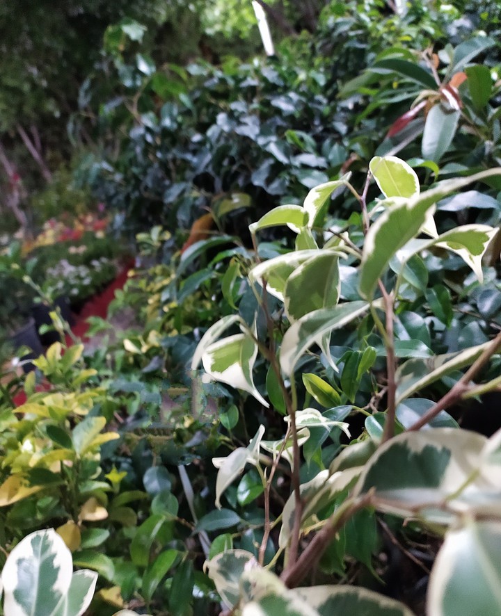 nature