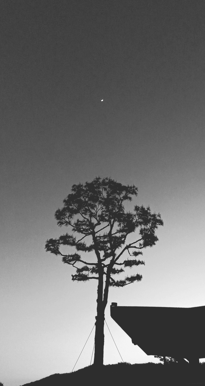 a lonely tree