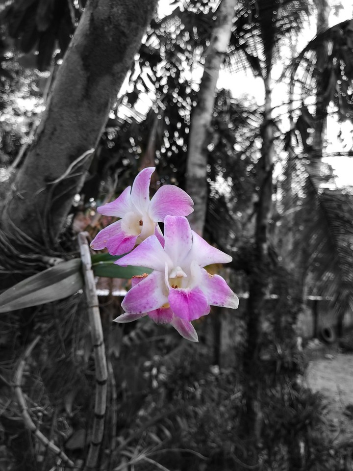 Twin flowers