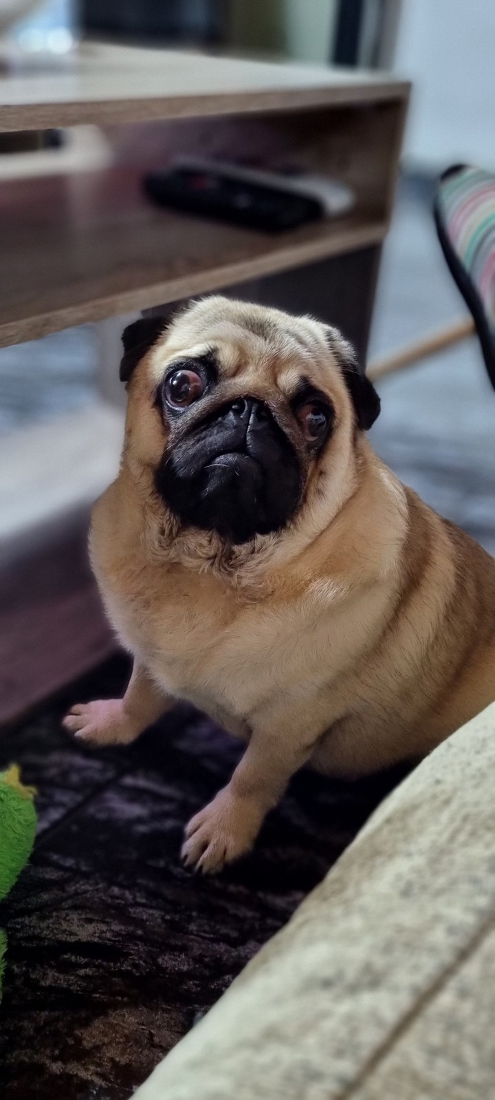 Pug