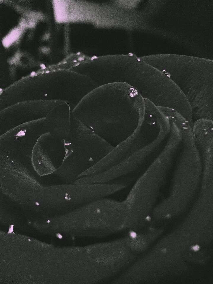 rose