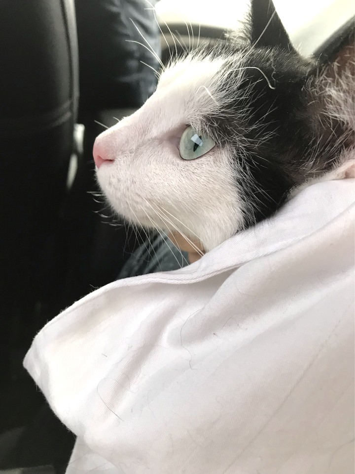 my Cat 