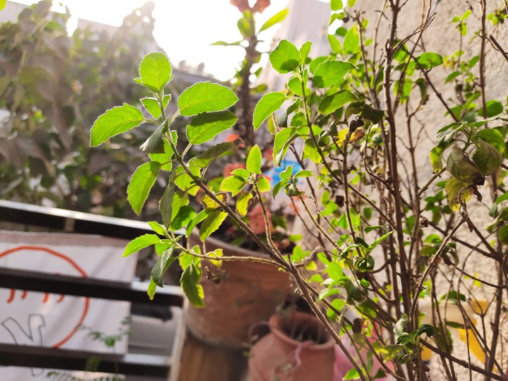 Plant