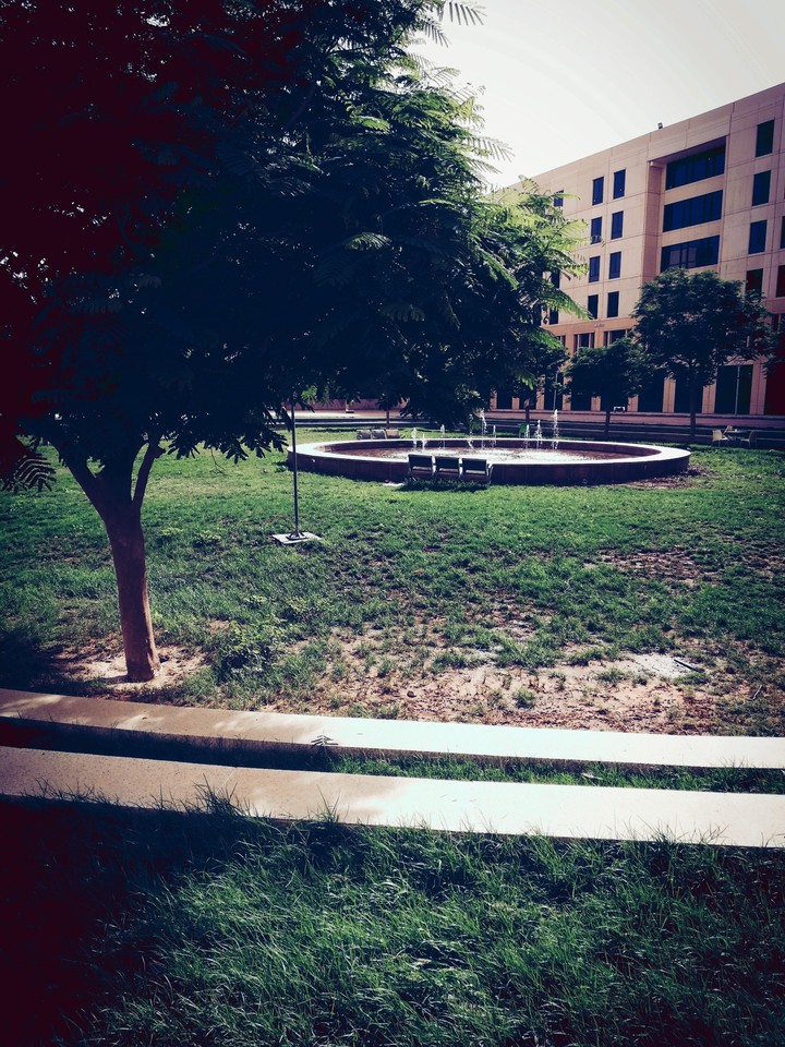 #riyadh #green #garden #yard #nice