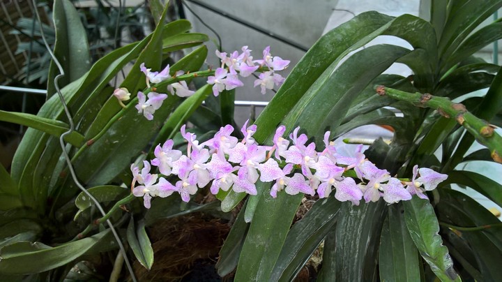 My orchids
