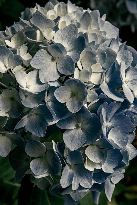 тапети petal, light