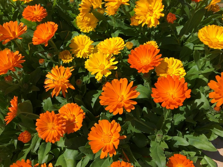 flower