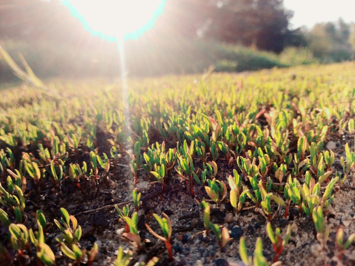 Small Grass and a Sun at the back