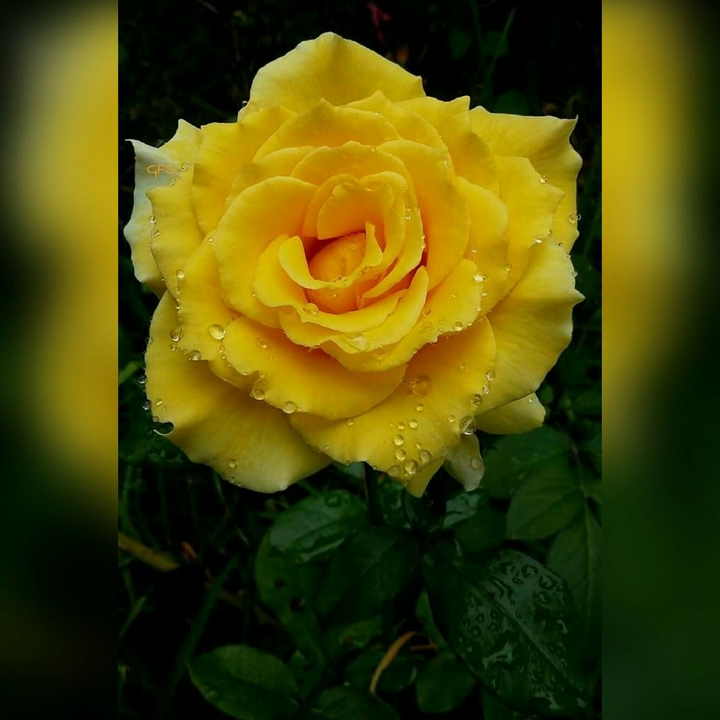 YelloW FloWer