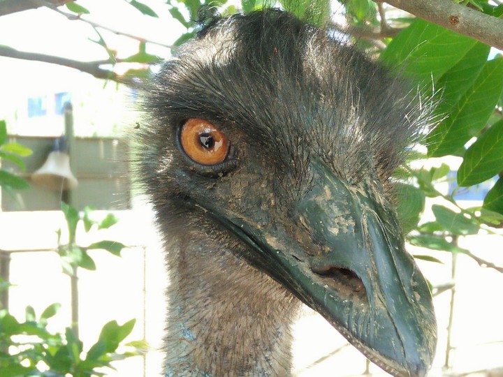 Bird