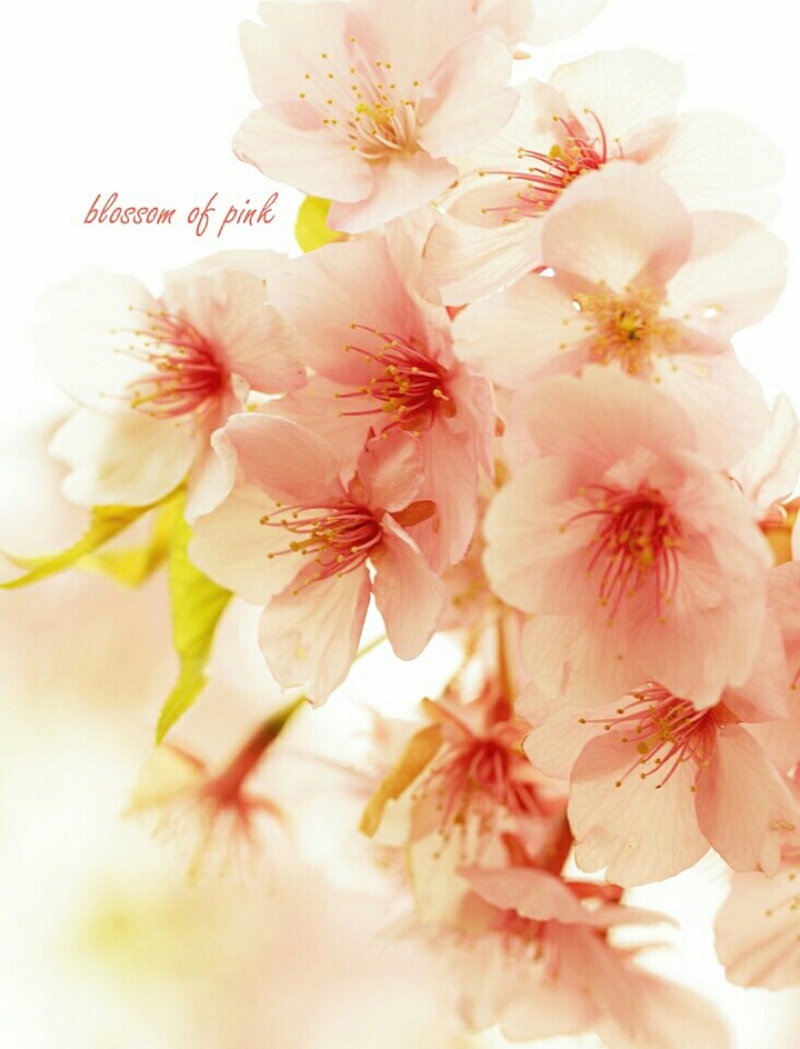 Spring flowers