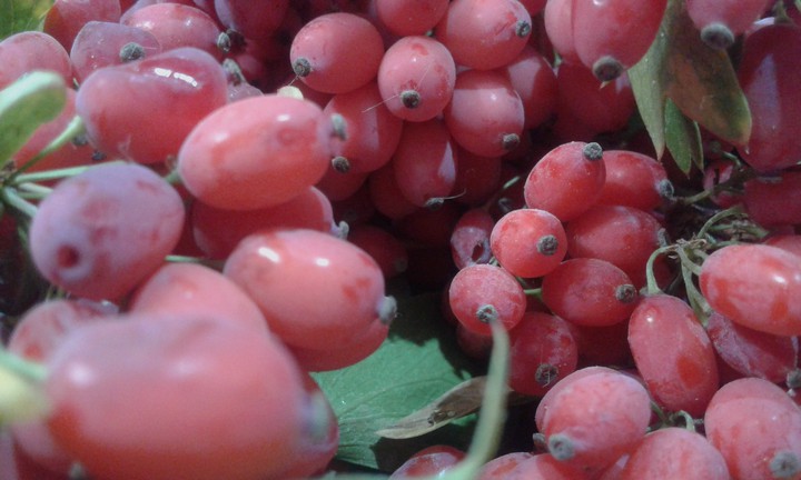 How much sour these are?