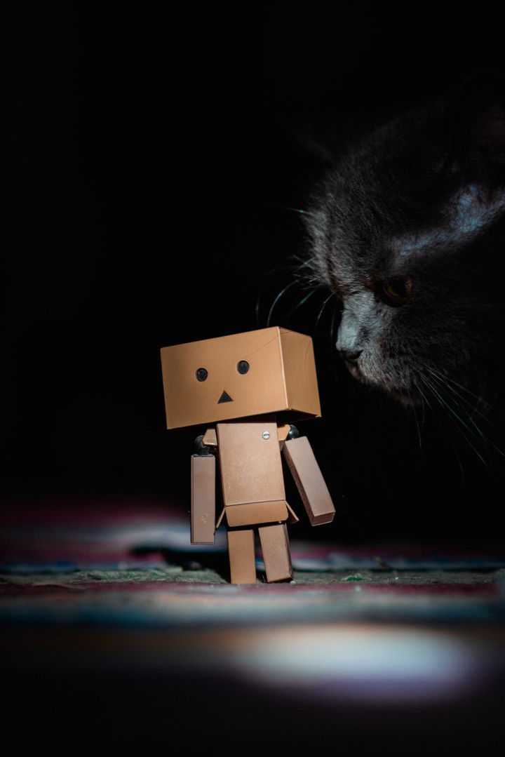 cat