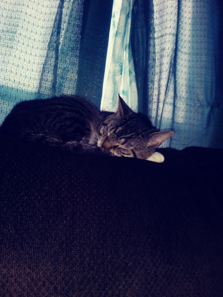 #tiger