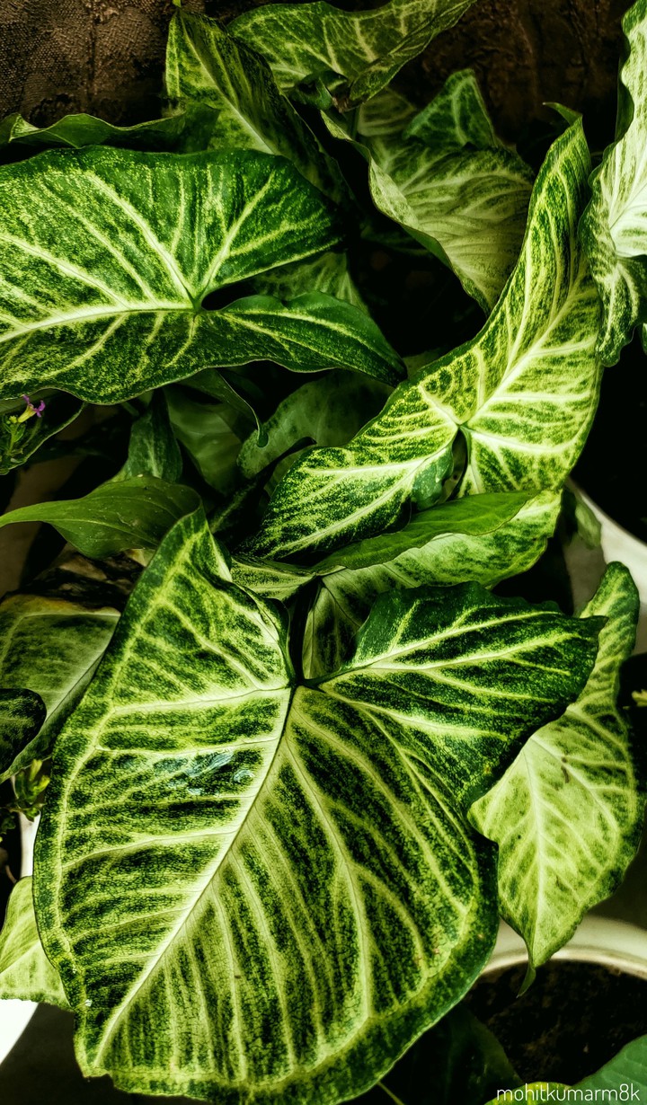 Plant