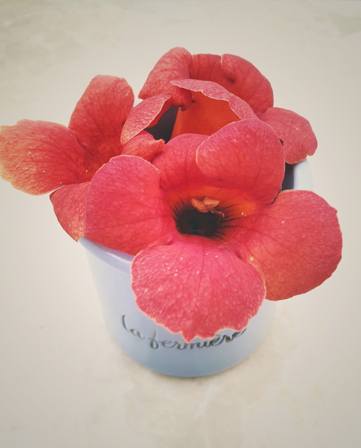summer  flowers
